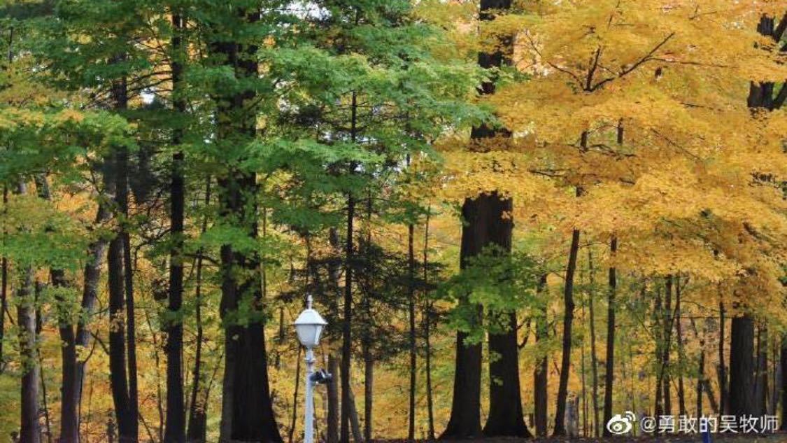 蚂蚁 抖音涨播放